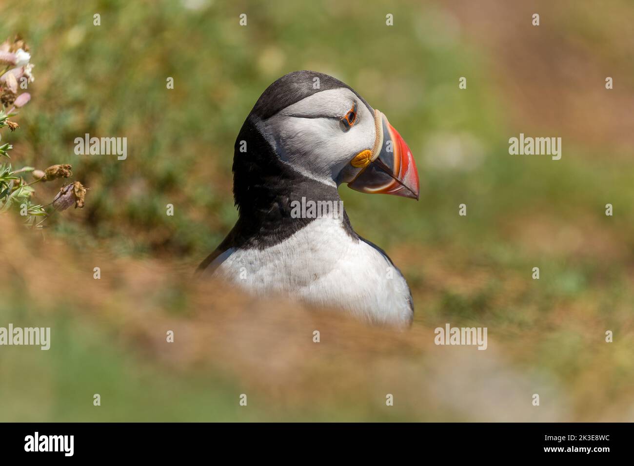Puffin de l'Atlantique (fratercula arctica) près des terriers sur le sol à l'île de Skomer, au pays de Galles Banque D'Images Puffin de l'Atlantique (fratercula arctica) près des terriers sur le sol à l'île de Skomer, au pays de Galles Banque D'Images