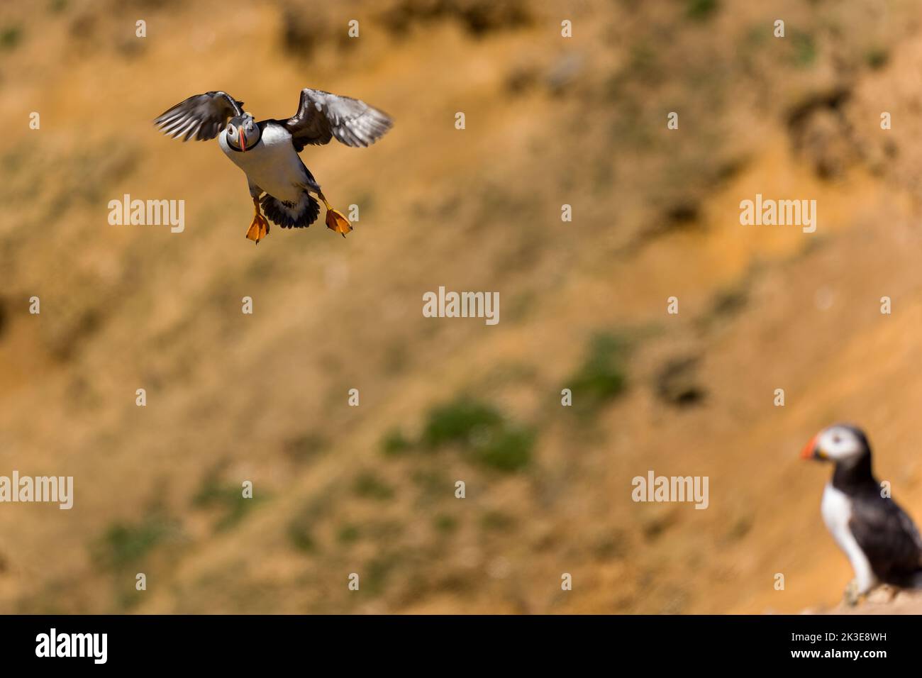 Atlantic Puffin (fratercula arctica) en vol près de hautes falaises marines Banque D'Images Atlantic Puffin (fratercula arctica) en vol près de hautes falaises marines Banque D'Images