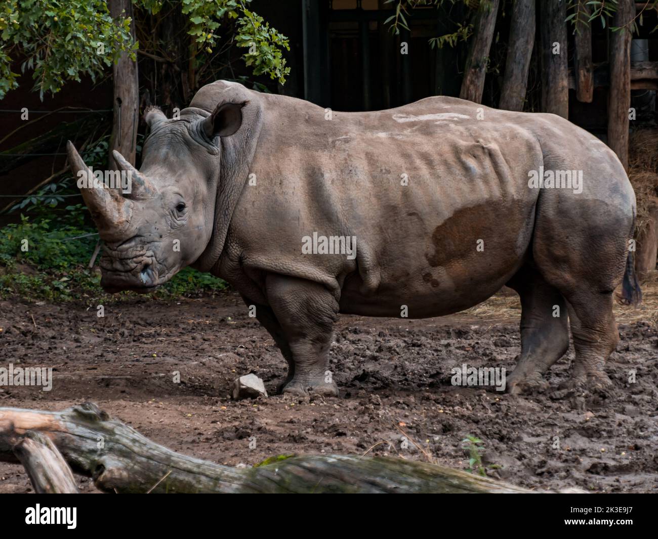 Un rhinocéros debout dans son enceinte en regardant au loin dans un zoo. Banque D'Images