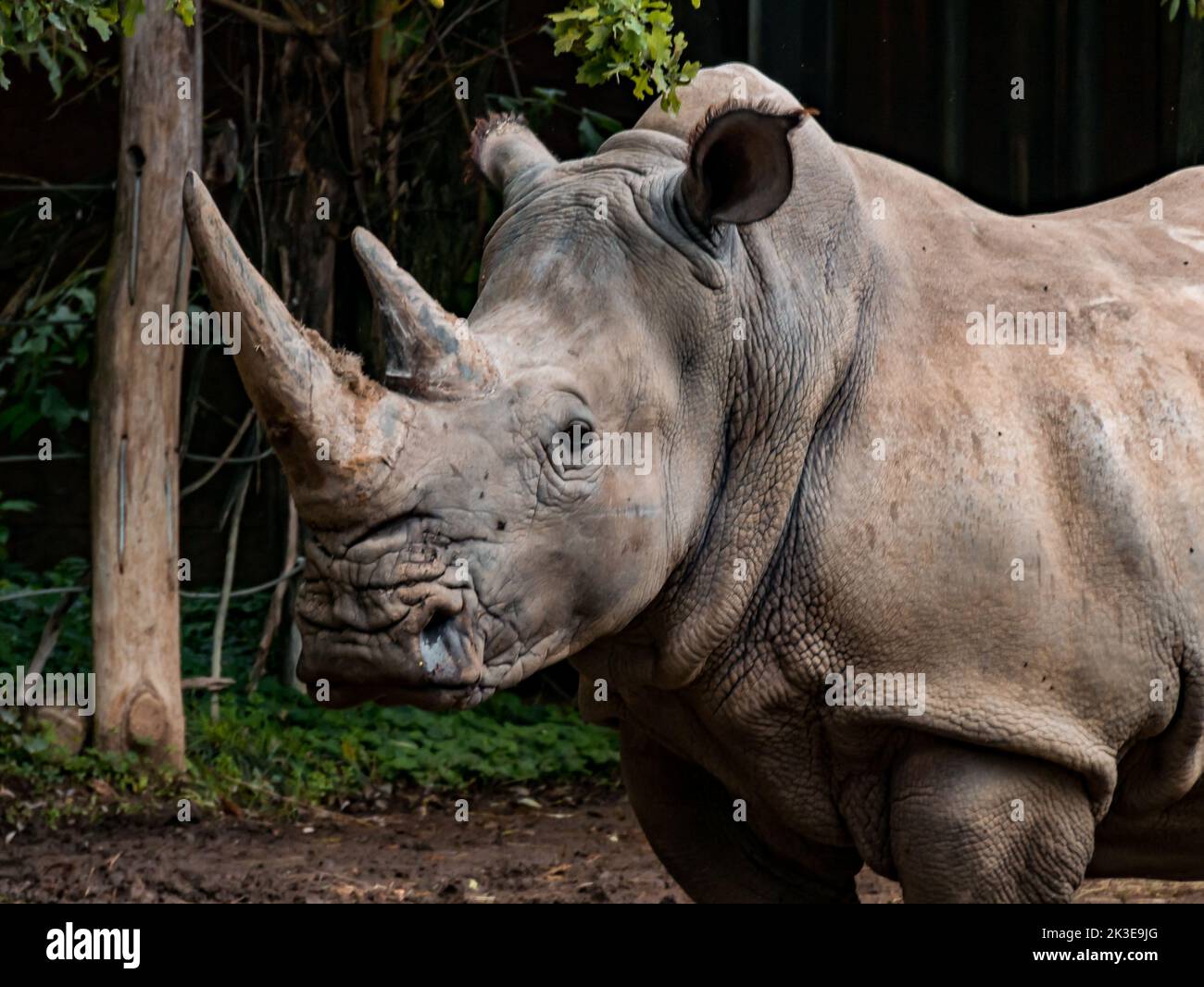 Un rhinocéros debout dans son enceinte en regardant au loin dans un zoo. Banque D'Images