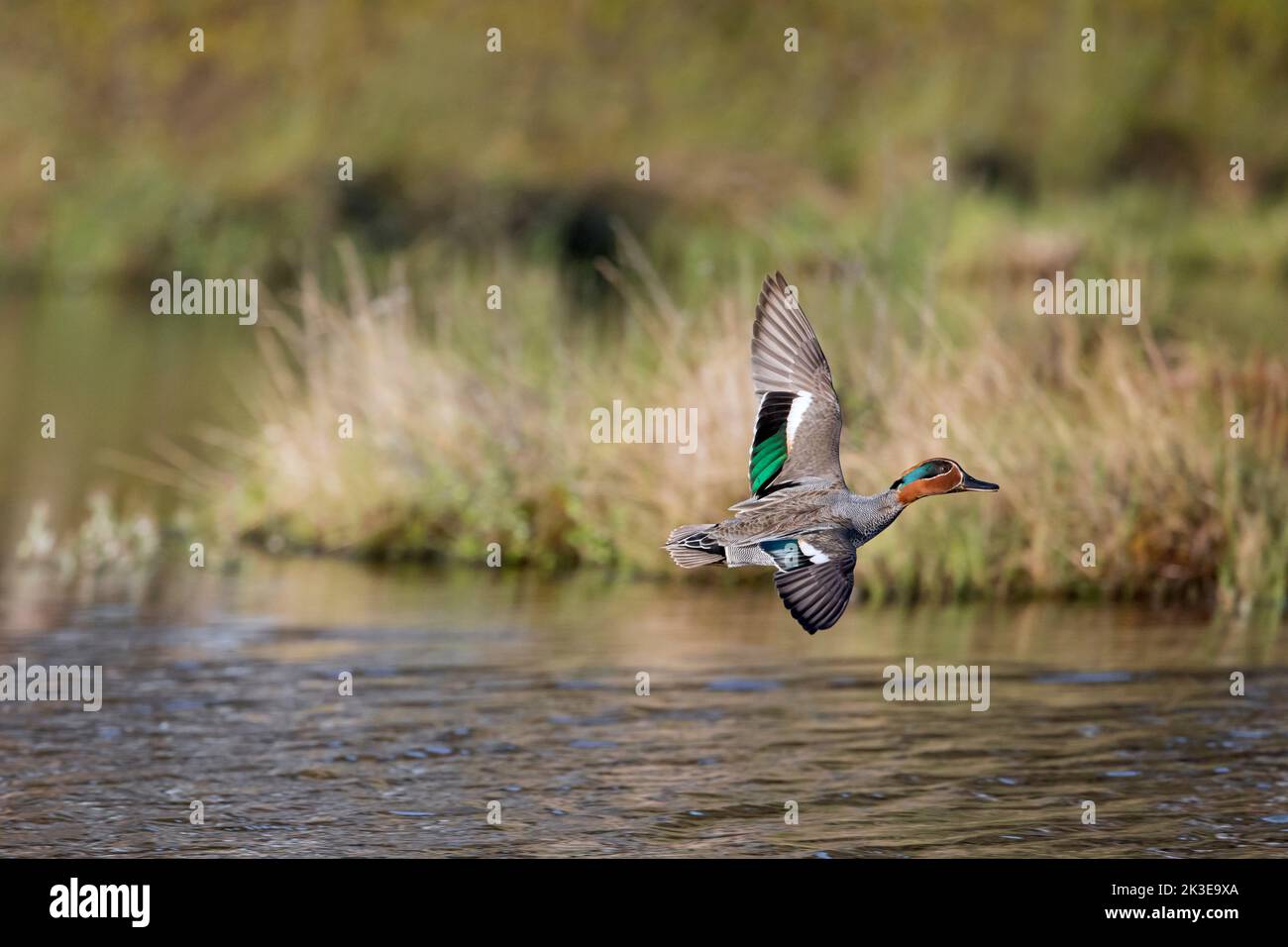 Sarcelle eurasienne / Sarcelle commune / Sarcelle à ailes vertes eurasiennes (Anas crecca) mâle / drake dans le plumage reproductrice volant au-dessus de l'étang au printemps Banque D'Images