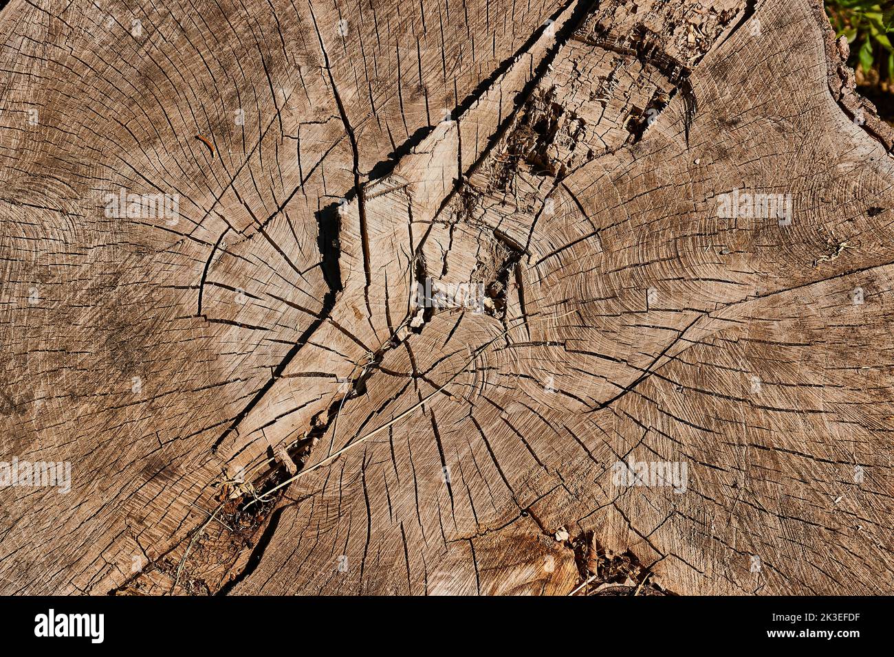 La texture du tronc de l'arbre Banque D'Images