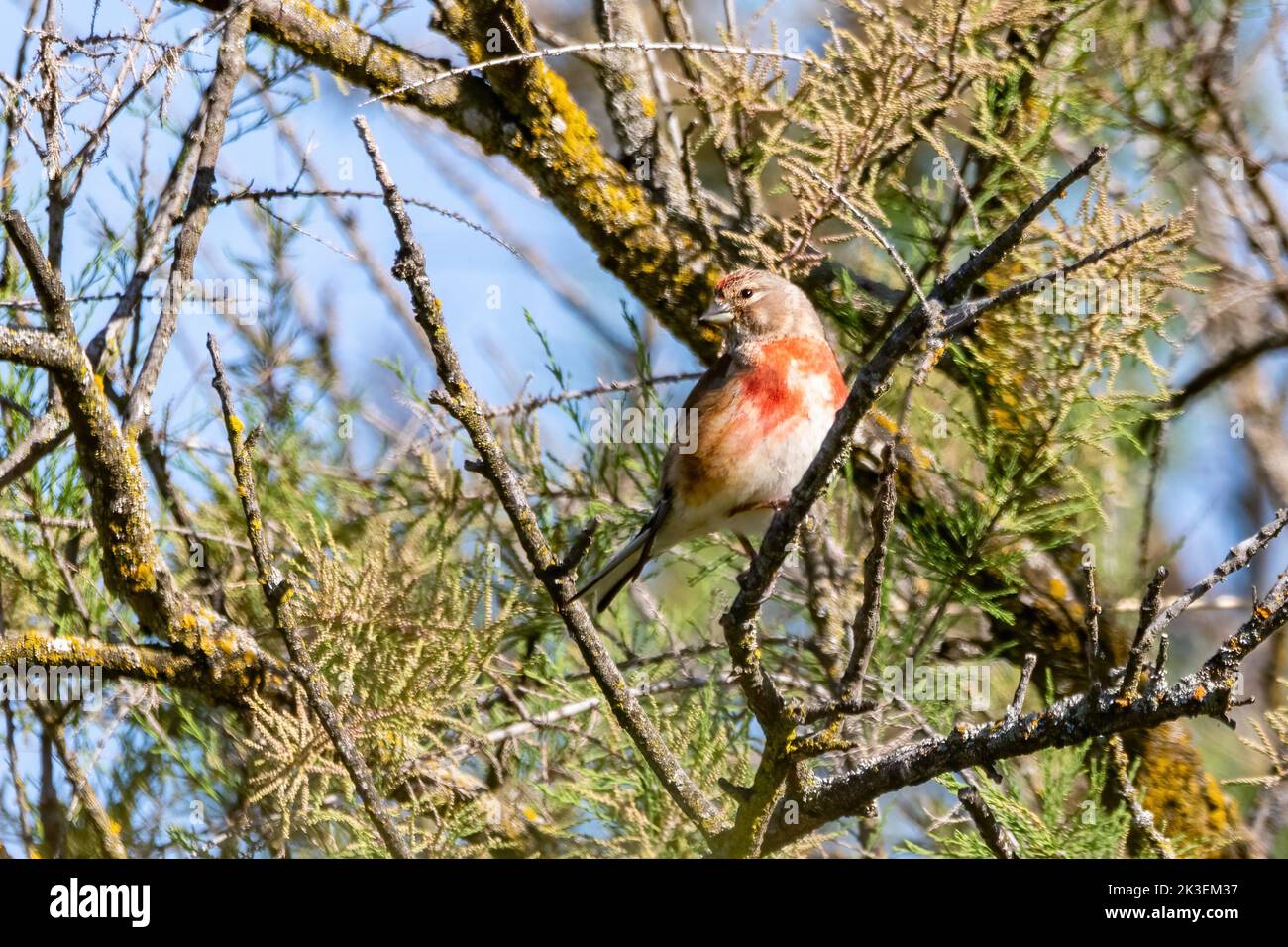 Le linnet eurasien ou le linnet commun (Linaria cannabina) est un petit oiseau de passereau de la famille finch, Fringillidae. Banque D'Images