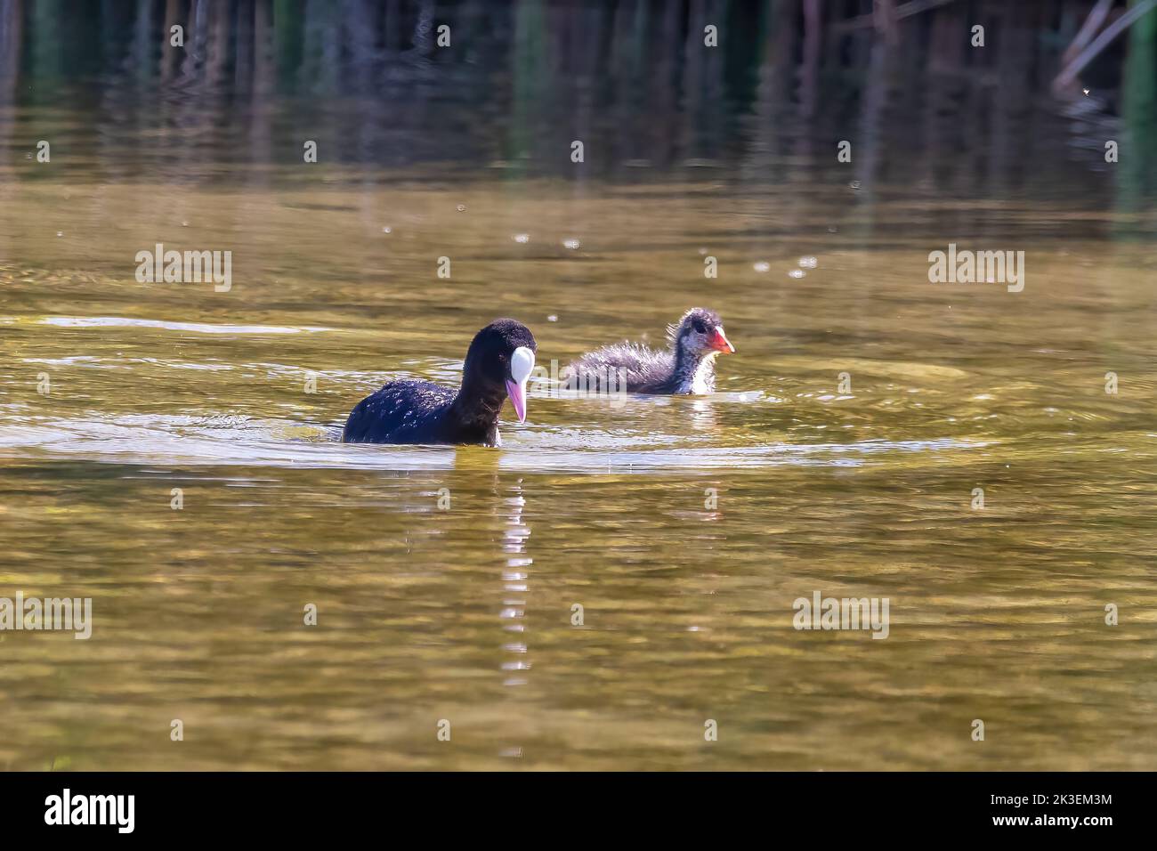 La cuisine eurasienne (Fulica atra) nageant dans un étang Banque D'Images