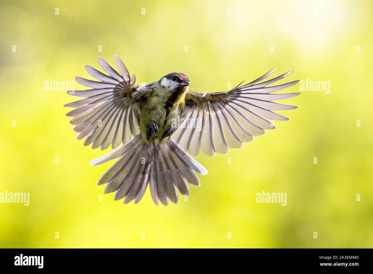 Great Tit (Parus major) Oiseau en vol juste avant l'atterrissage avec plumes propagation étendue visible sur fond vert Banque D'Images