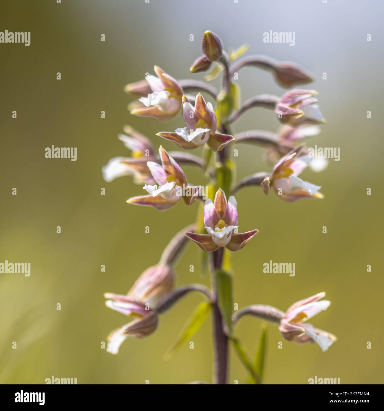 Fleurs d'orchidées de marais helléborine (Epipactis palustris) fleuries sur fond vert coloré Banque D'Images