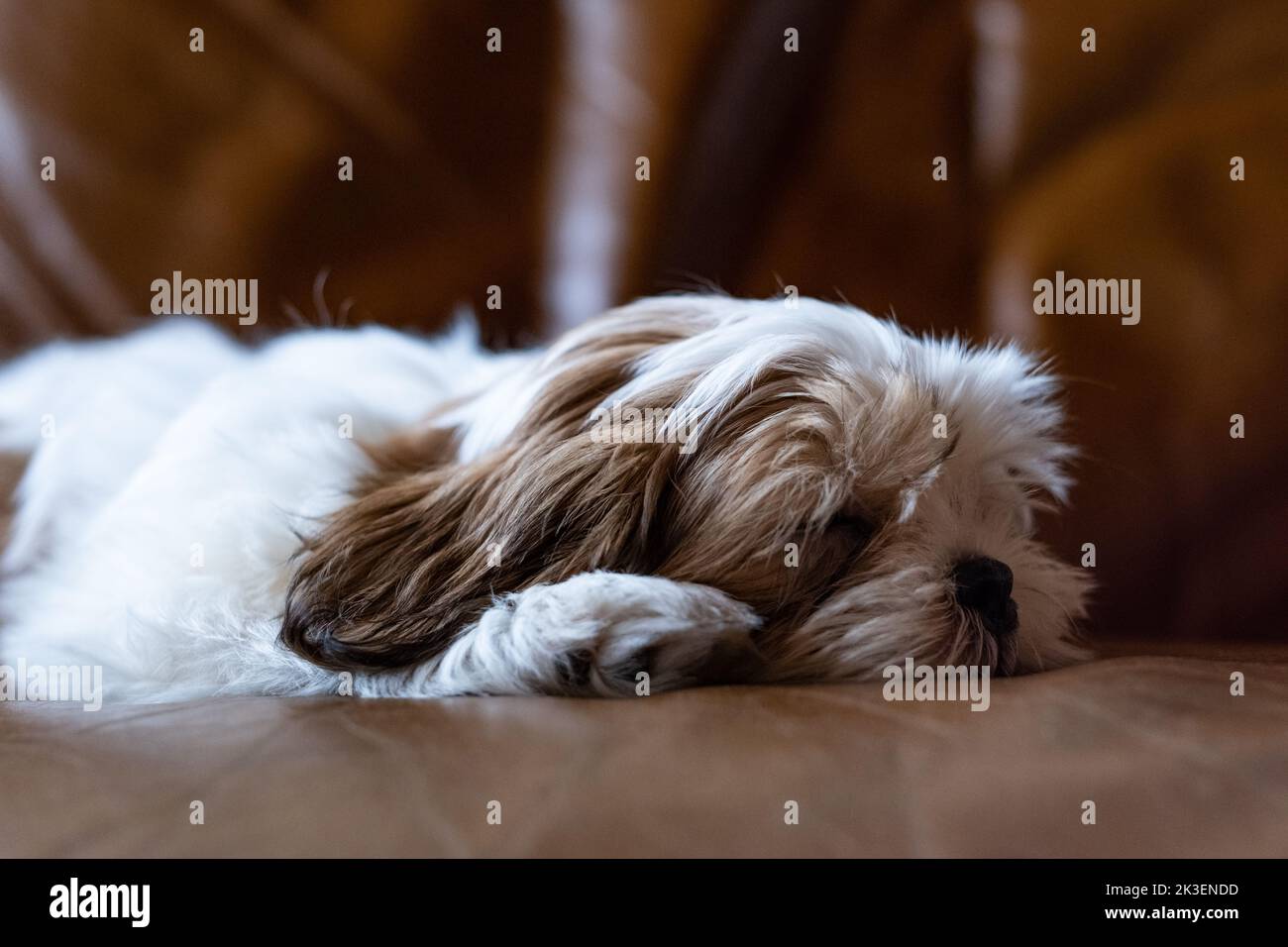 Chien Puppy shih tzu allongé sur un canapé, chien Puppy, shih tzu, gros plan, vers le haut Banque D'Images