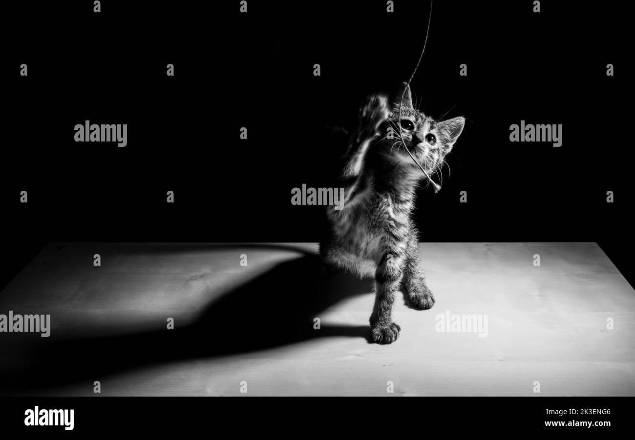 Noir et blanc mignon chaton jouant en studio Banque D'Images