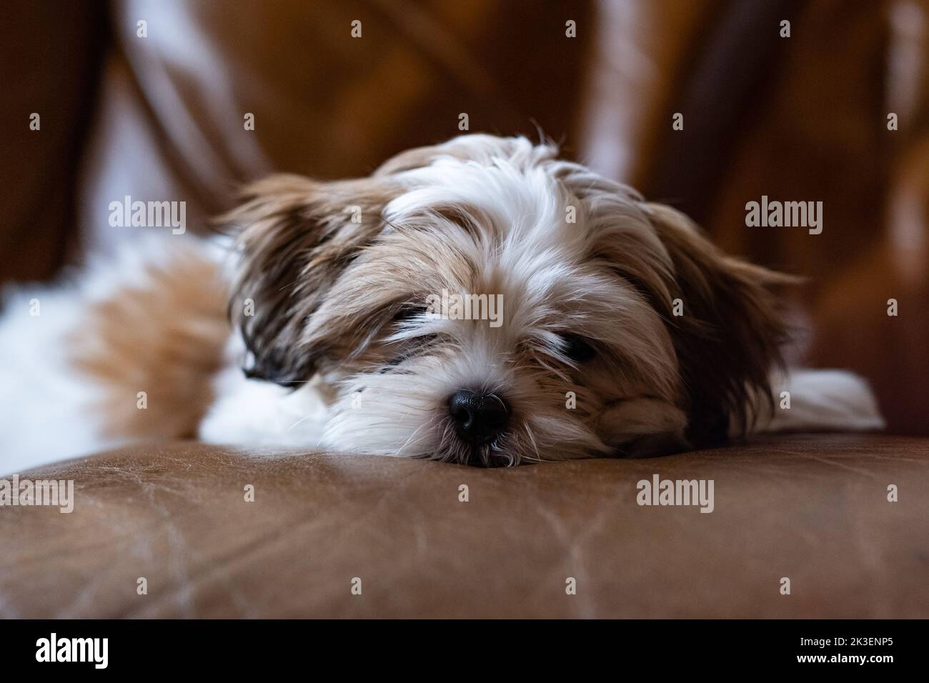 Chien Puppy shih tzu allongé sur un canapé, chien Puppy, shih tzu, gros plan, vers le haut Banque D'Images