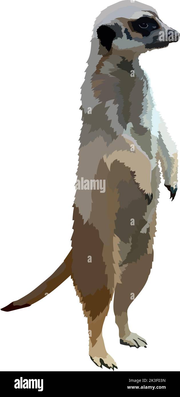 Dessin couleur Mongoose, réaliste. Illustration vectorielle animal sauvage. Illustration de Vecteur