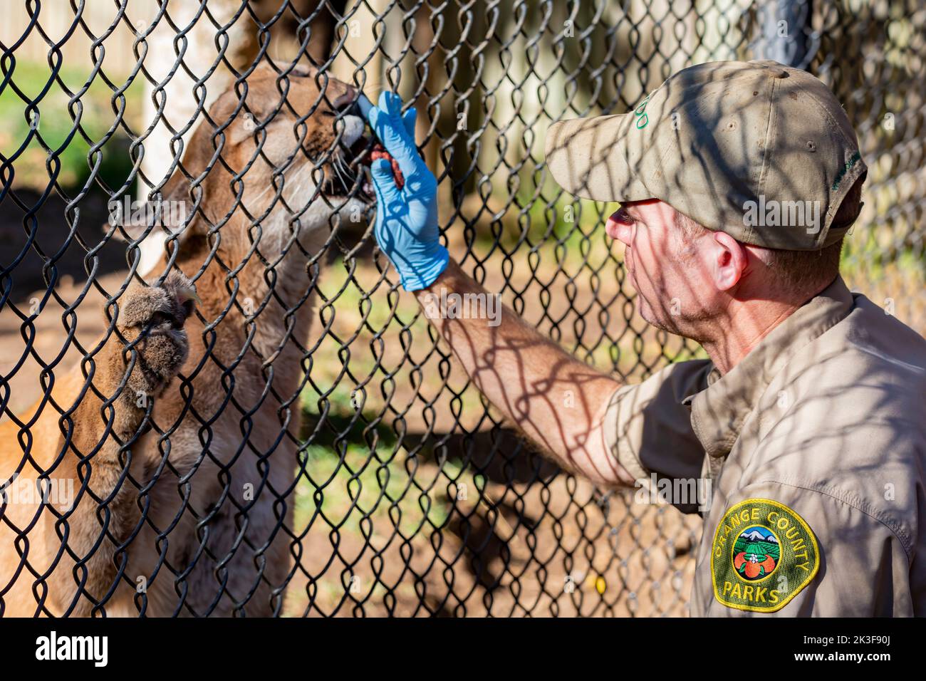 Los Angeles, NOVEMBRE 25 2014 - Zookeeper nourrissant la panthère de Floride Banque D'Images