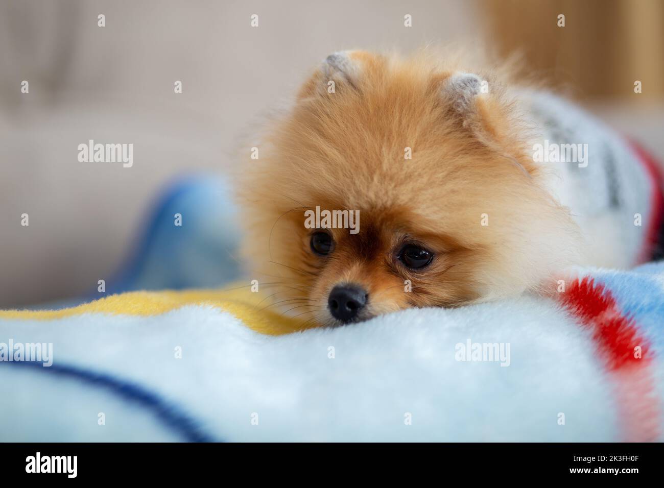 Le chien de Pomeranian se tient sur un sol blanc, un chien brun clair. Amour des animaux Banque D'Images