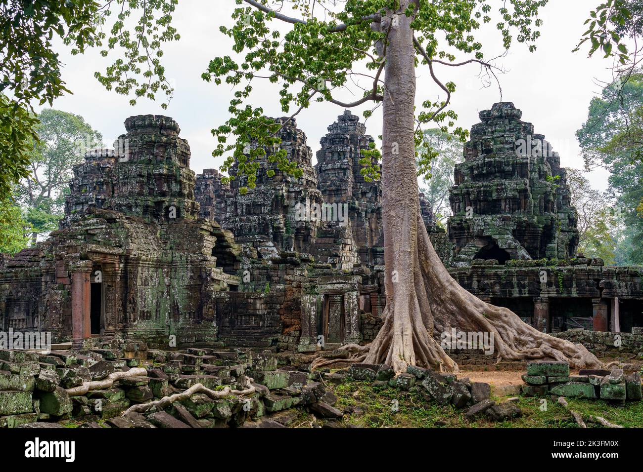Cambodge. Province de Siem Reap. Le parc archéologique d'Angkor. Les anciennes ruines du temple Banteay Kdei avec un banyan Tree Banque D'Images