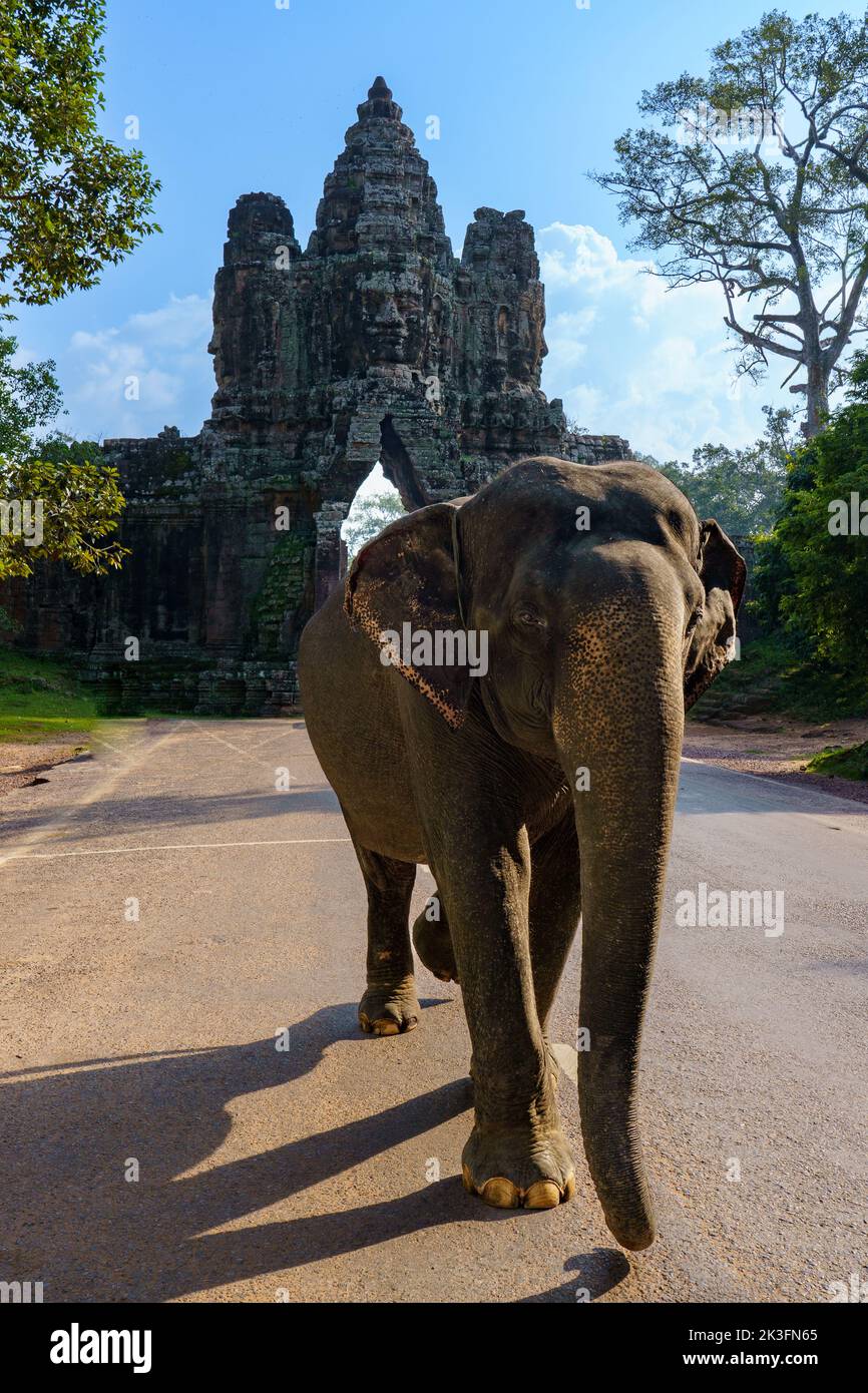 Cambodge. Siem Reap. Le parc archéologique d'Angkor. Un éléphant au temple de Bayon temple hindou du 12th siècle Banque D'Images