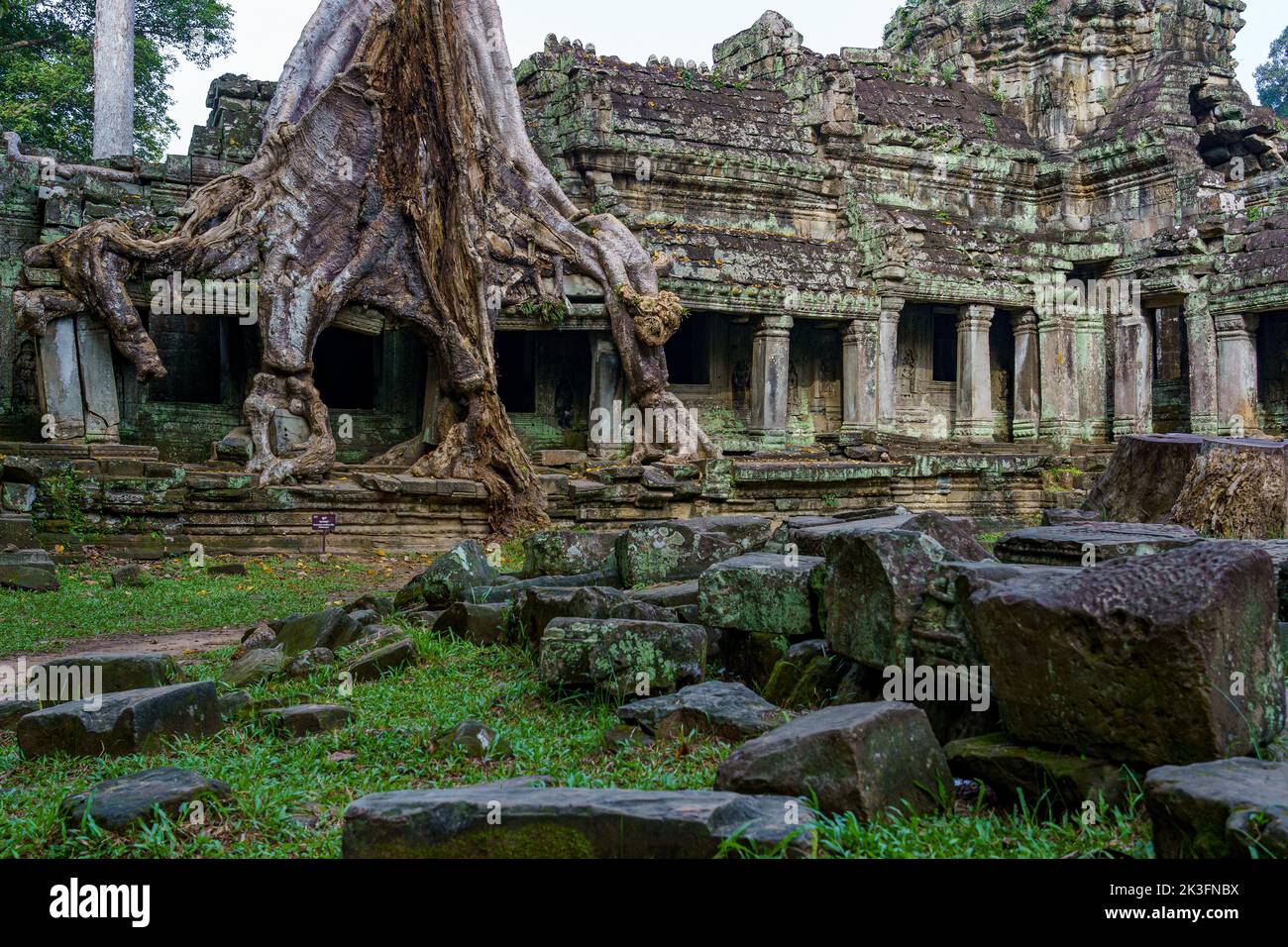 Cambodge. Siem Reap. Le parc archéologique d'Angkor. Arbre de la racine de banyan Tree surpoussant des parties de l'ancien temple hindou du 12th siècle de Preah Khan Banque D'Images