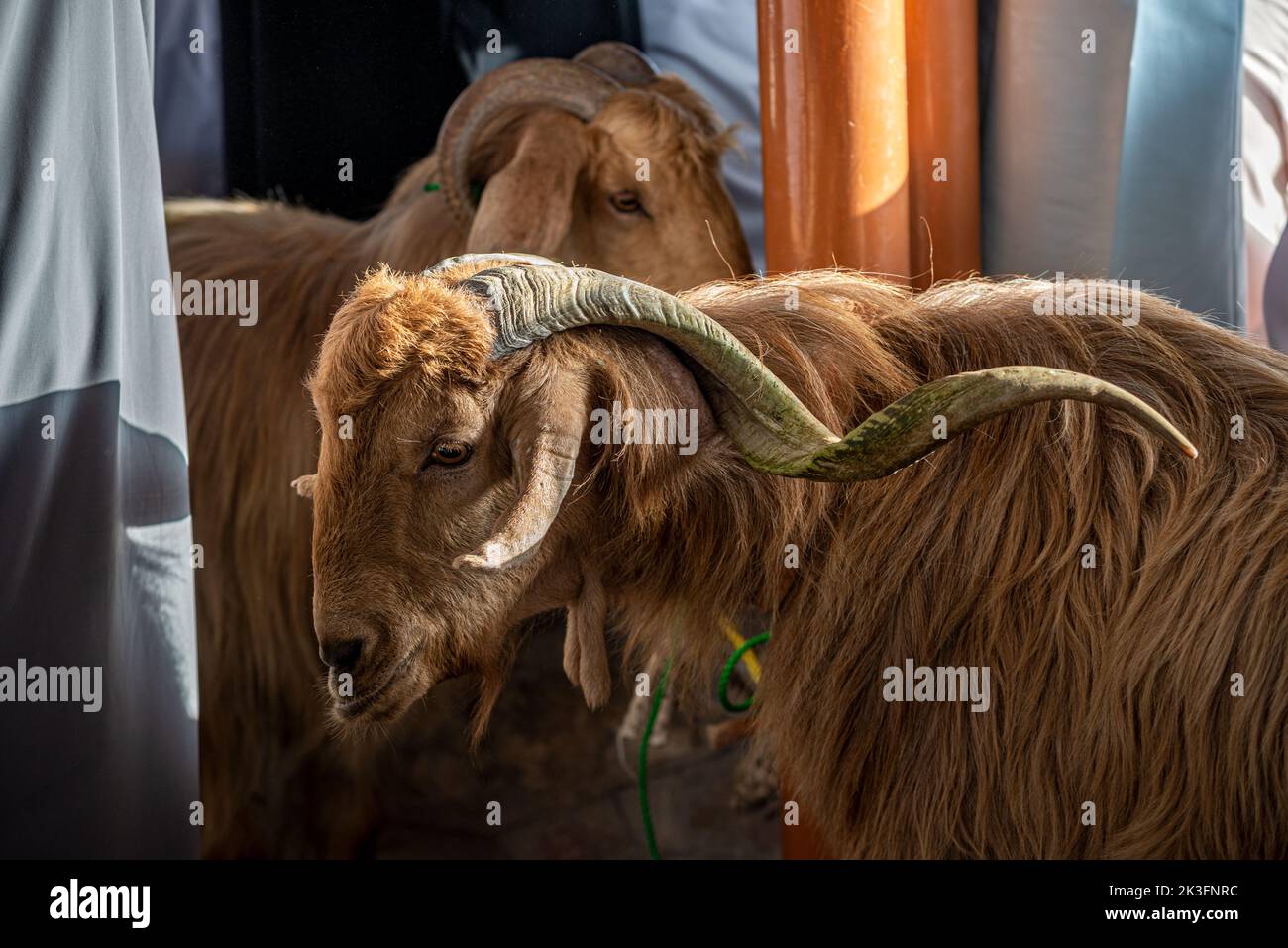 Chèvres longues cornées en vente au marché du bétail du vendredi matin, Nizwa, Oman Banque D'Images