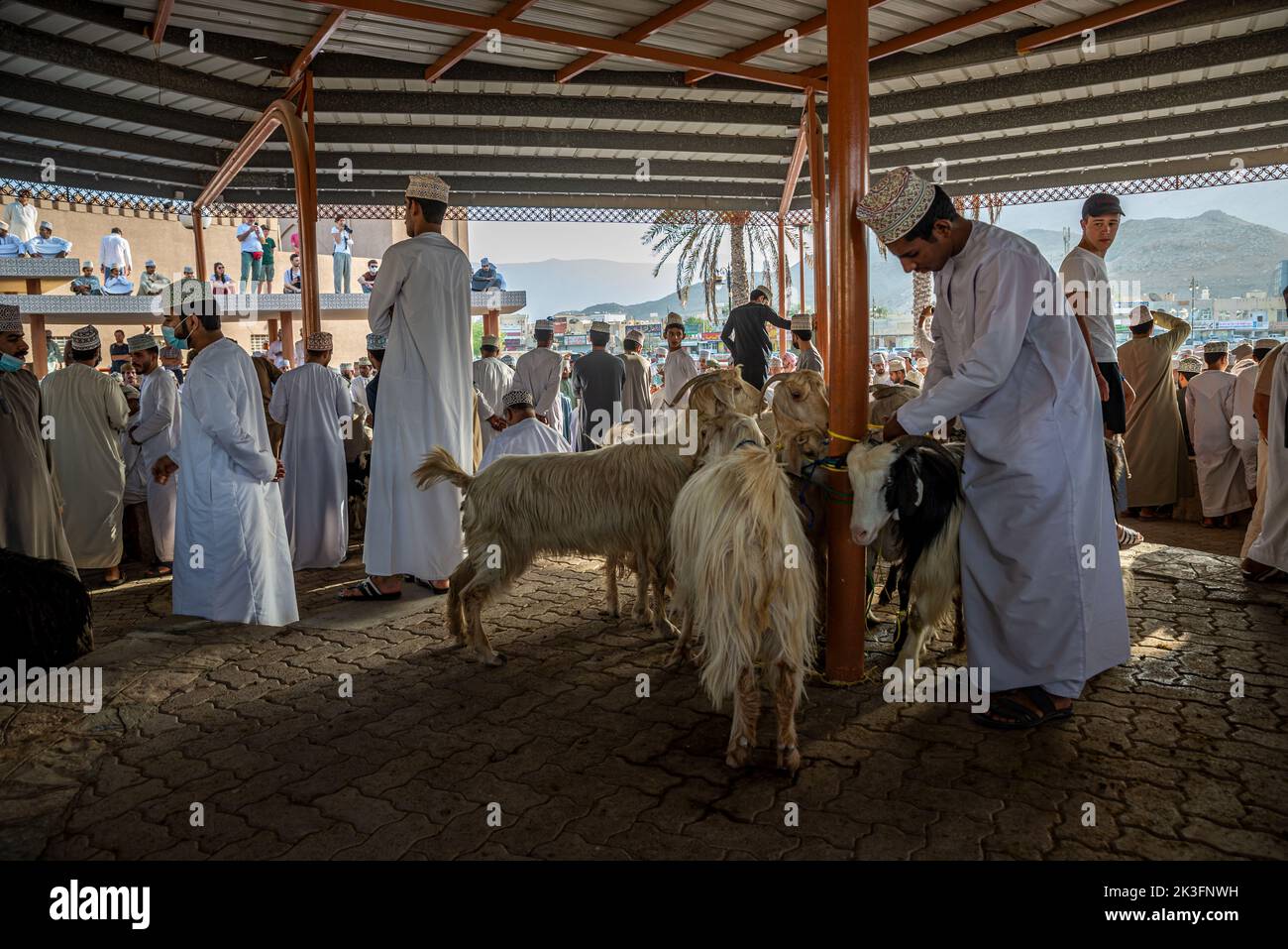 Vente de chèvres au marché du bétail du vendredi matin, Nizwa, Oman Banque D'Images