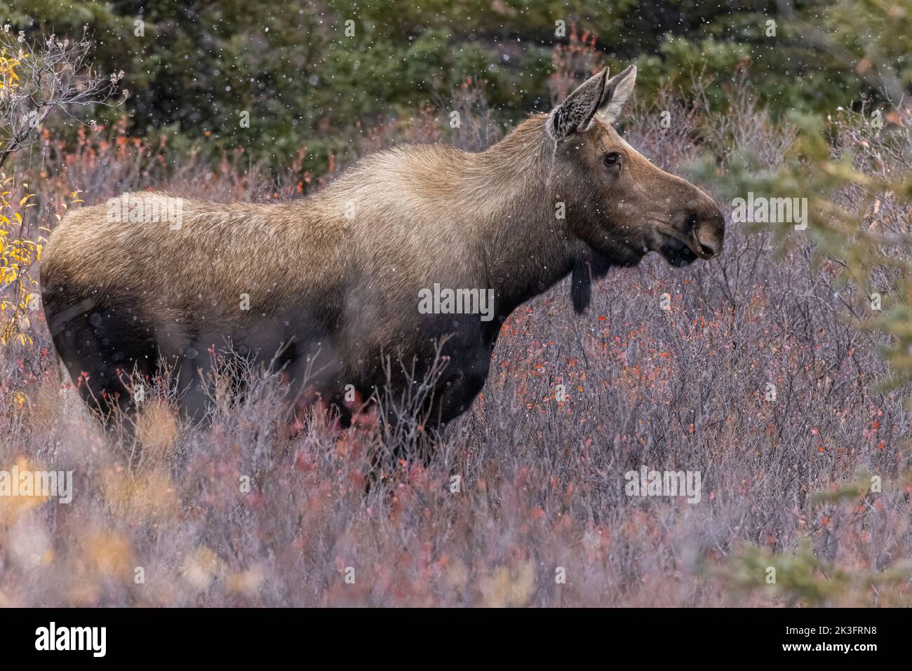 Orignal de vache dans le parc national Denali, Alaska Banque D'Images