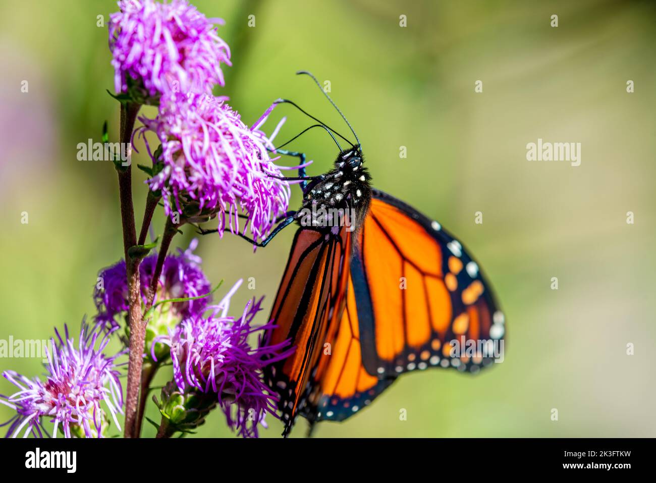 Un monarque papillon sur un Carduus crispus Guirão ex Nyman Banque D'Images