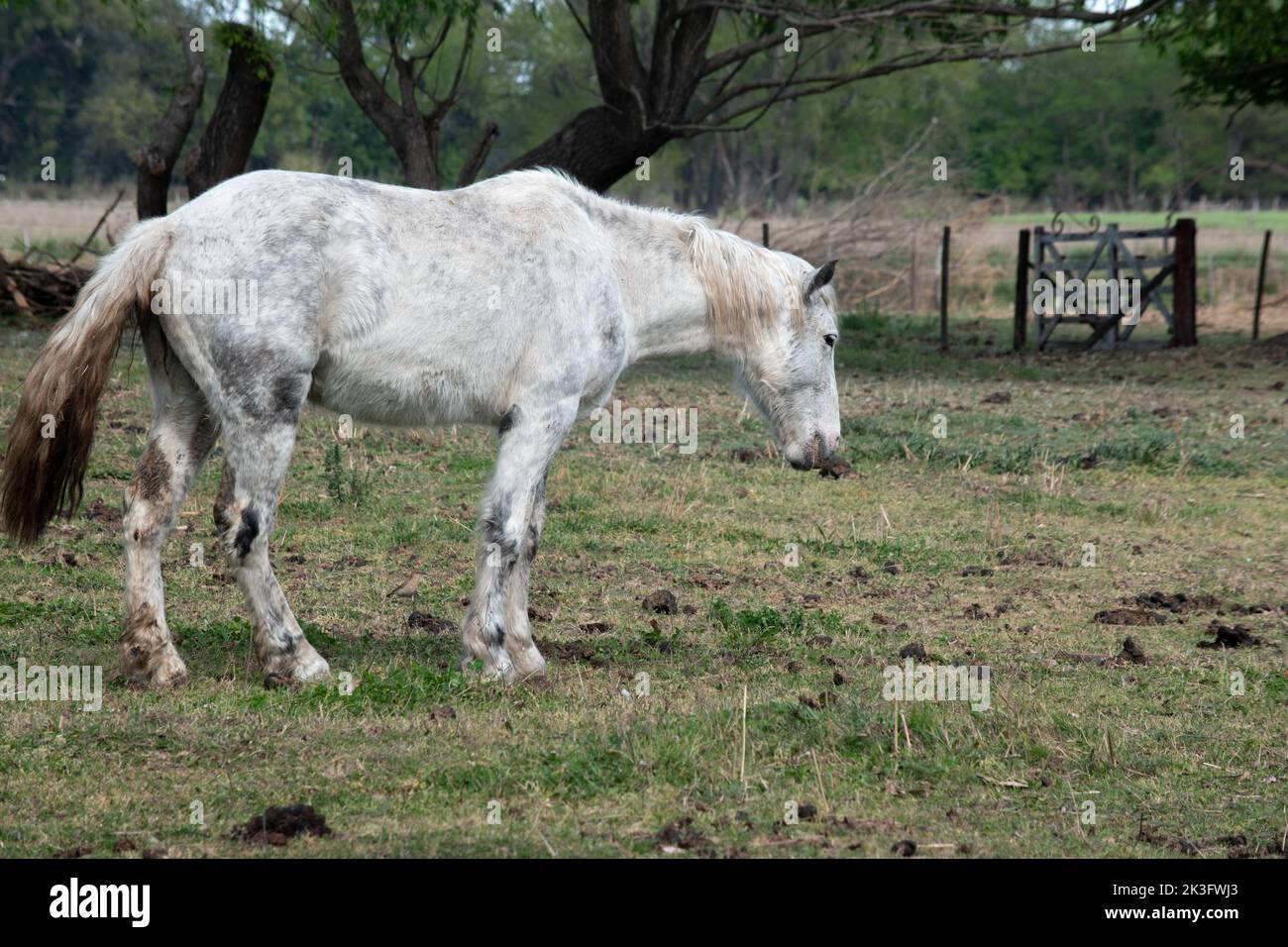 Portrait d'un cheval. Animaux domestiques Banque D'Images