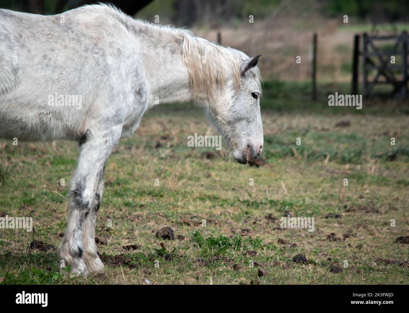 Portrait d'un cheval. Animaux domestiques Banque D'Images