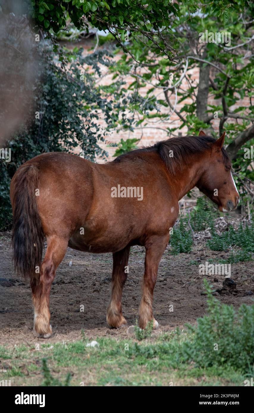 Portrait d'un cheval dans la ferme Banque D'Images