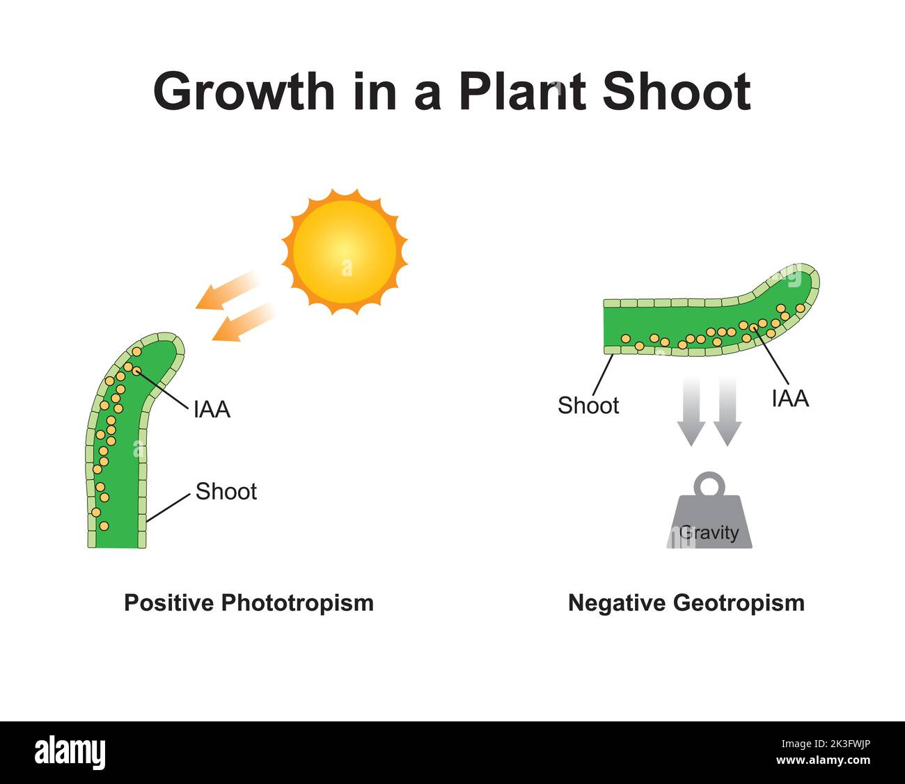 Conception scientifique de la croissance dans une pousse de plante. Effet du phototropisme et du géotropisme (gravitopisme) sur les tissus végétaux. Symboles colorés. Vecteur illustré Illustration de Vecteur