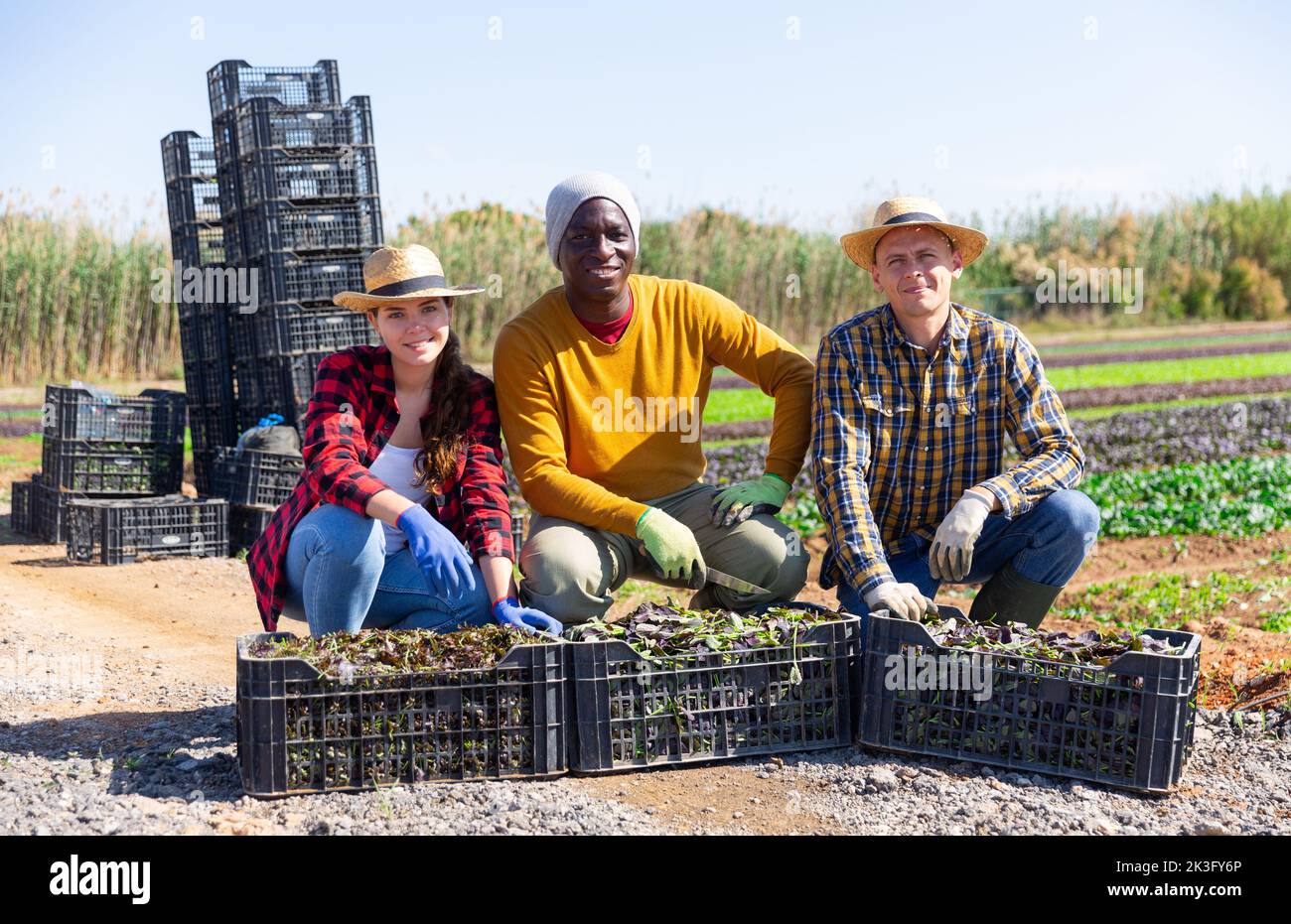 Trois agriculteurs posant sur le champ de légumes en feuilles Banque D'Images