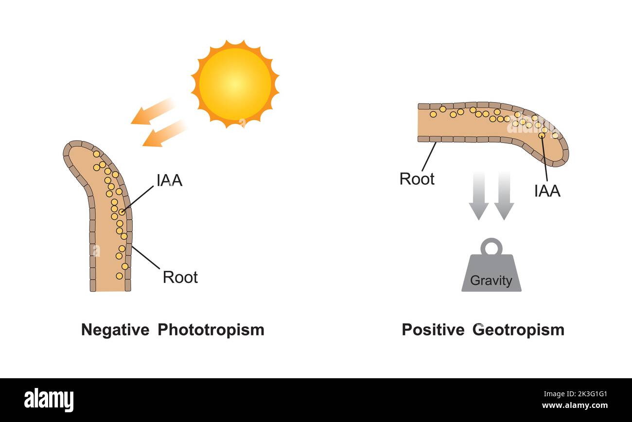 Conception scientifique de la croissance dans une racine végétale. Effet du phototropisme et du géotropisme (gravitopisme) sur les tissus végétaux. Symboles colorés. Vecteur illustré Illustration de Vecteur