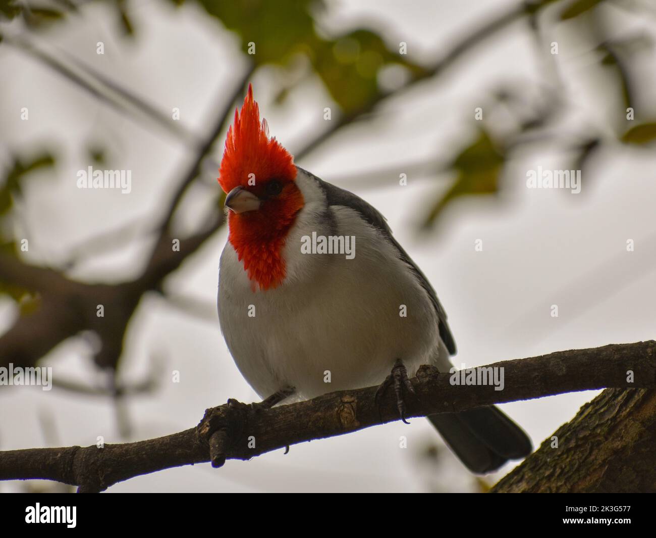 Magnifique cardinal rouge à crête (Paroaria coronata) vu à Buenos Aires Banque D'Images