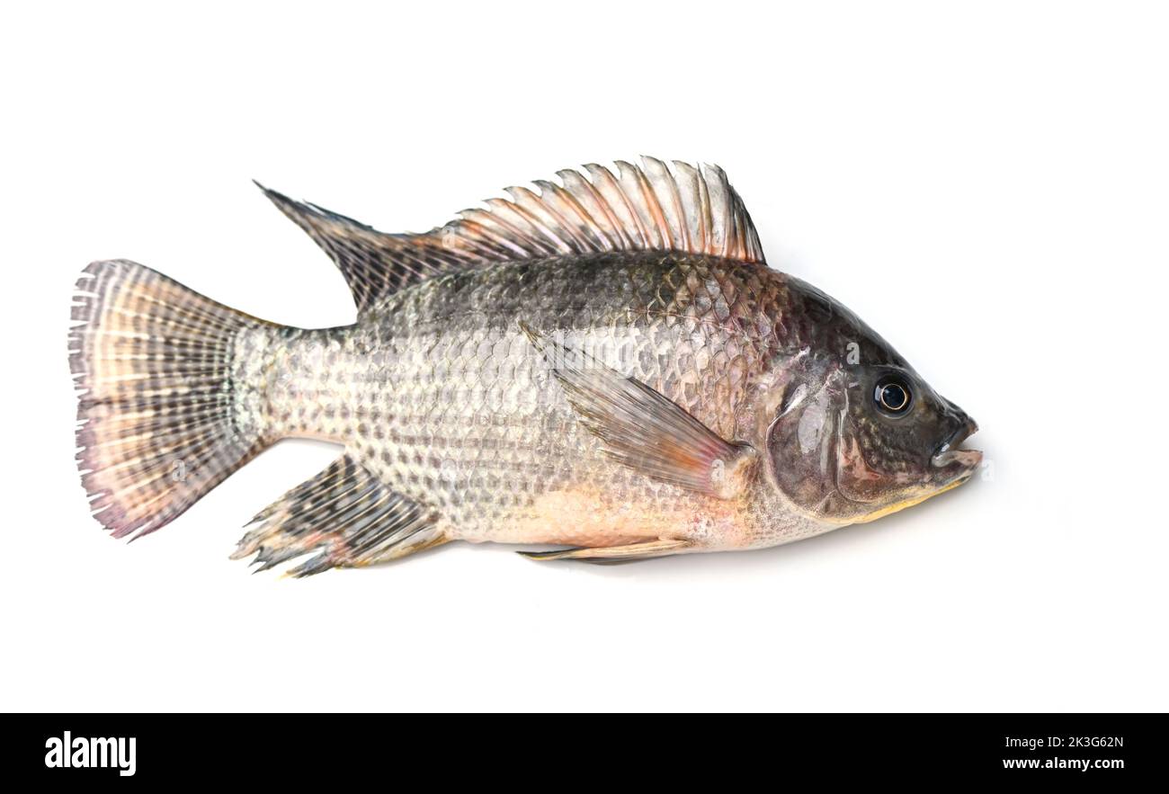 Tilapia isolé sur fond blanc, poissons frais de tilapia crus de la ferme tilapia - vue de dessus Banque D'Images