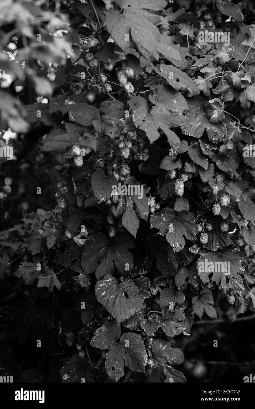 Cépage / Hop Bine / Hop fleurs qui poussent sauvages parmi les plantes et buissons hedgerow dans une haie dans la campagne britannique Banque D'Images