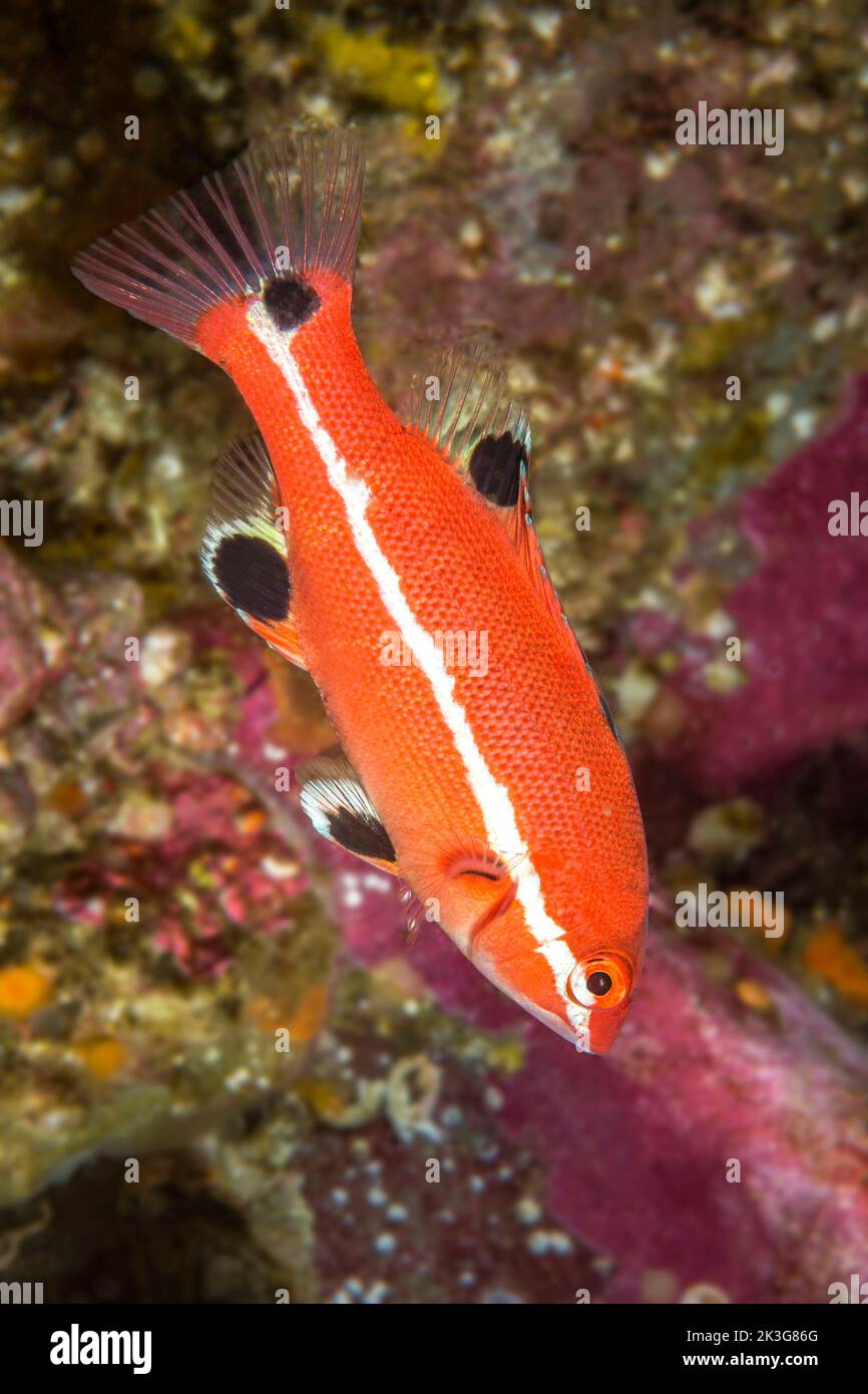 Une bergerie juvénile dans les eaux froides des îles Anglo-Normandes en Californie. Banque D'Images