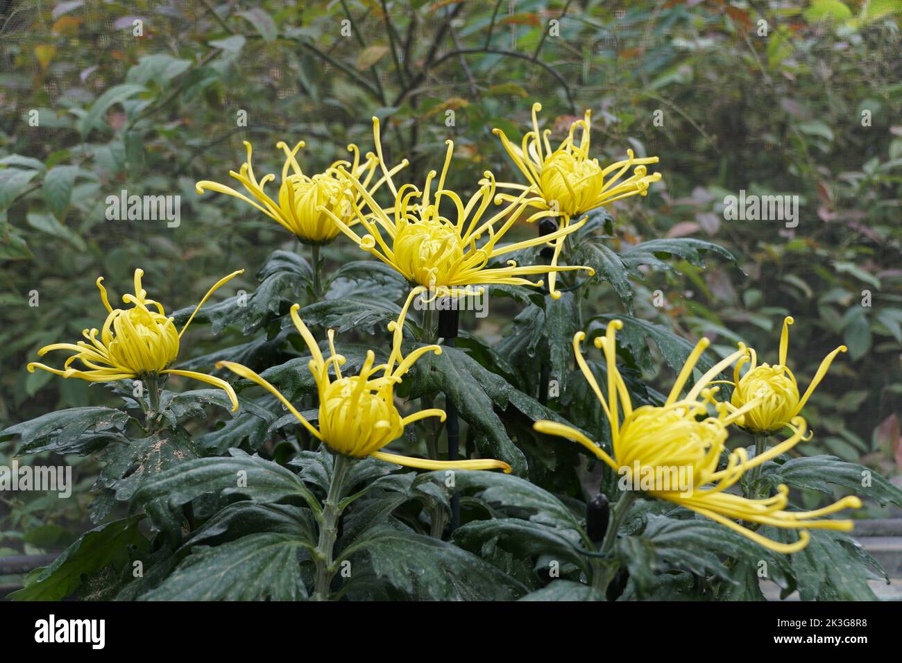 Belle couleur jaune d'araignée maman fleur « Golden Splendor » Banque D'Images