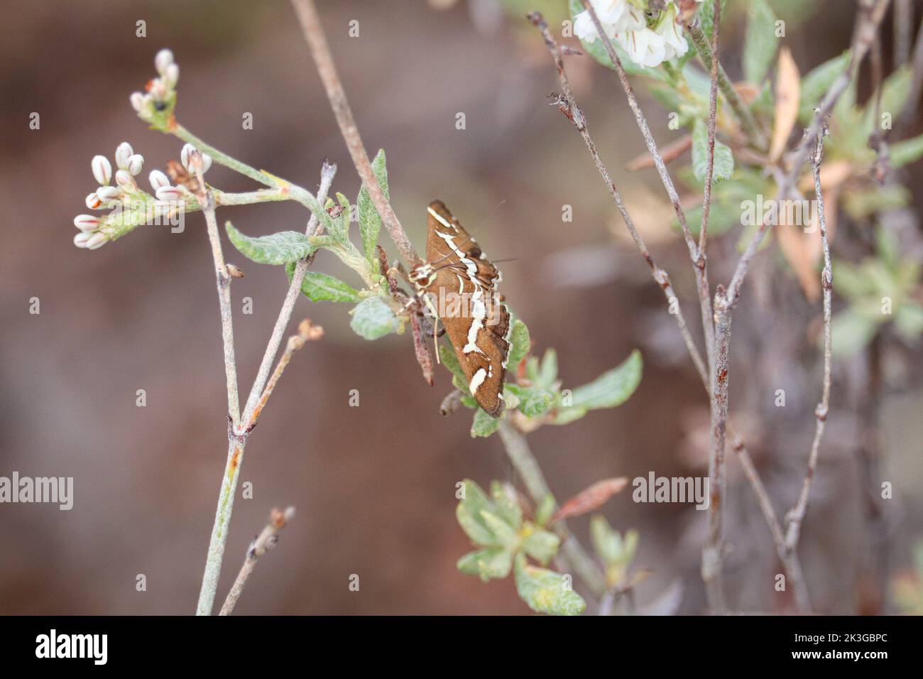 La teigne de la betterave ou Spoladea recurvalis repose sur une succursale au parc Rumsey à Payson, en Arizona. Banque D'Images