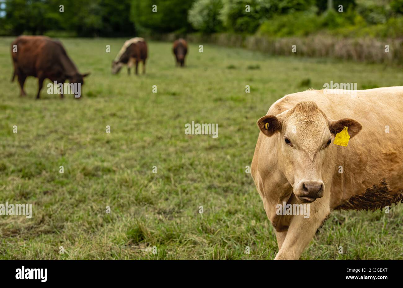 Vaches paissant sur un terrain à Summertime, ferme de la vache. Gros plan d'une vache brune sur une prairie alpine verte. Personne, photo de rue, mise au point sélective Banque D'Images