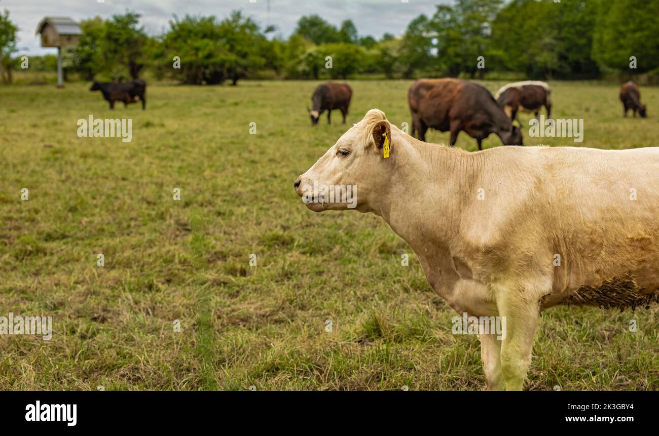 Vaches paissant sur un terrain à Summertime, ferme de la vache. Gros plan d'une vache brune sur une prairie alpine verte. Personne, photo de rue, mise au point sélective Banque D'Images