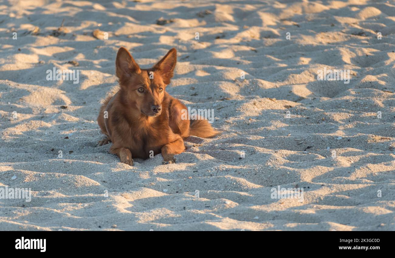 chien de podenco avec de longs cheveux rougeâtres couchés sur le sable de la plage au coucher du soleil Banque D'Images