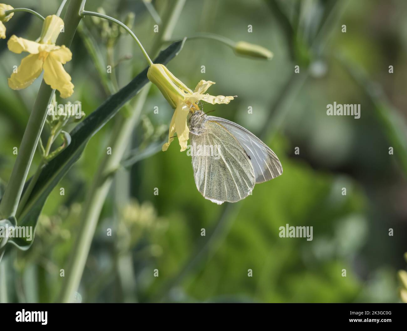 chou papillon se nourrissant sur une fleur de chou avec des gouttes de pluie Banque D'Images