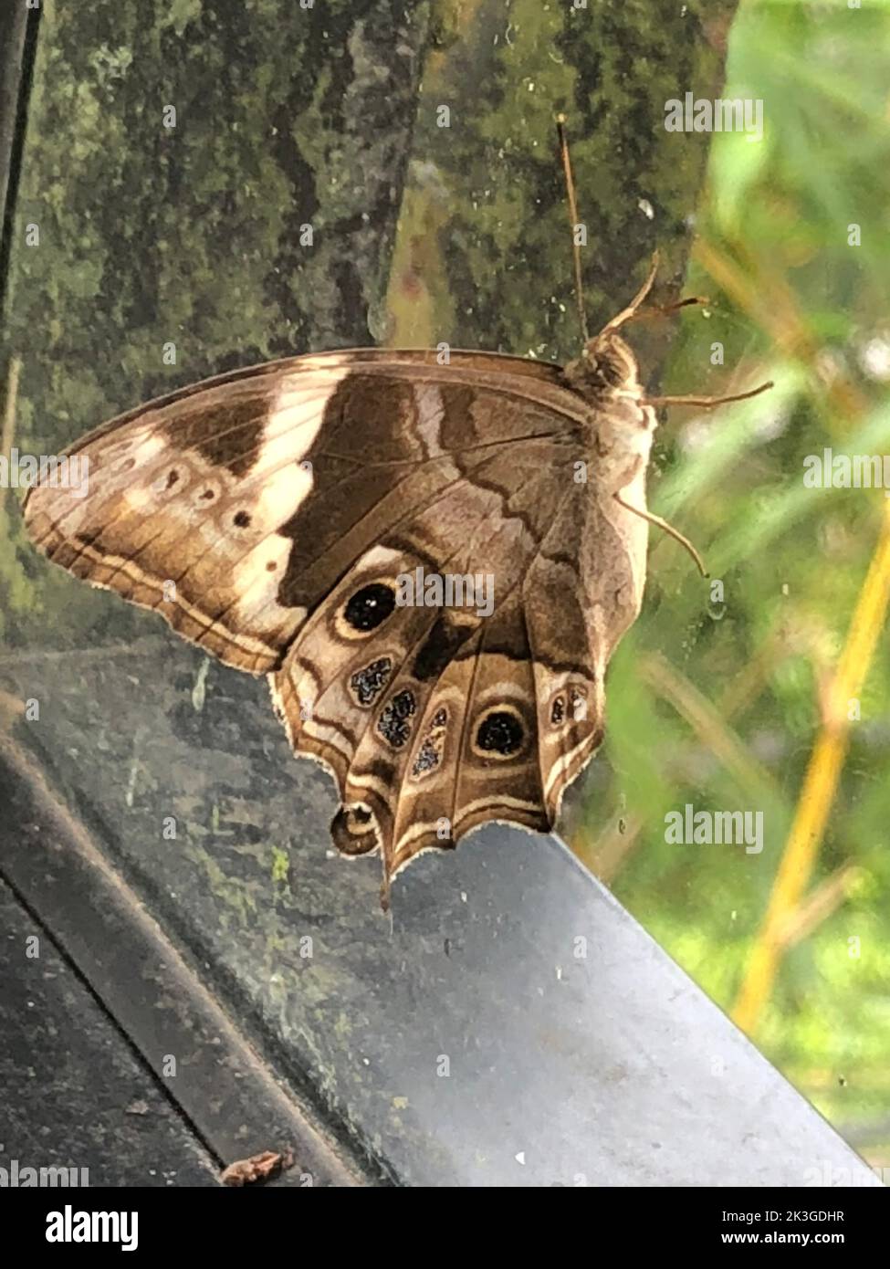 Insectes au Sri Lanka, visitez le Sri Lanka Banque D'Images