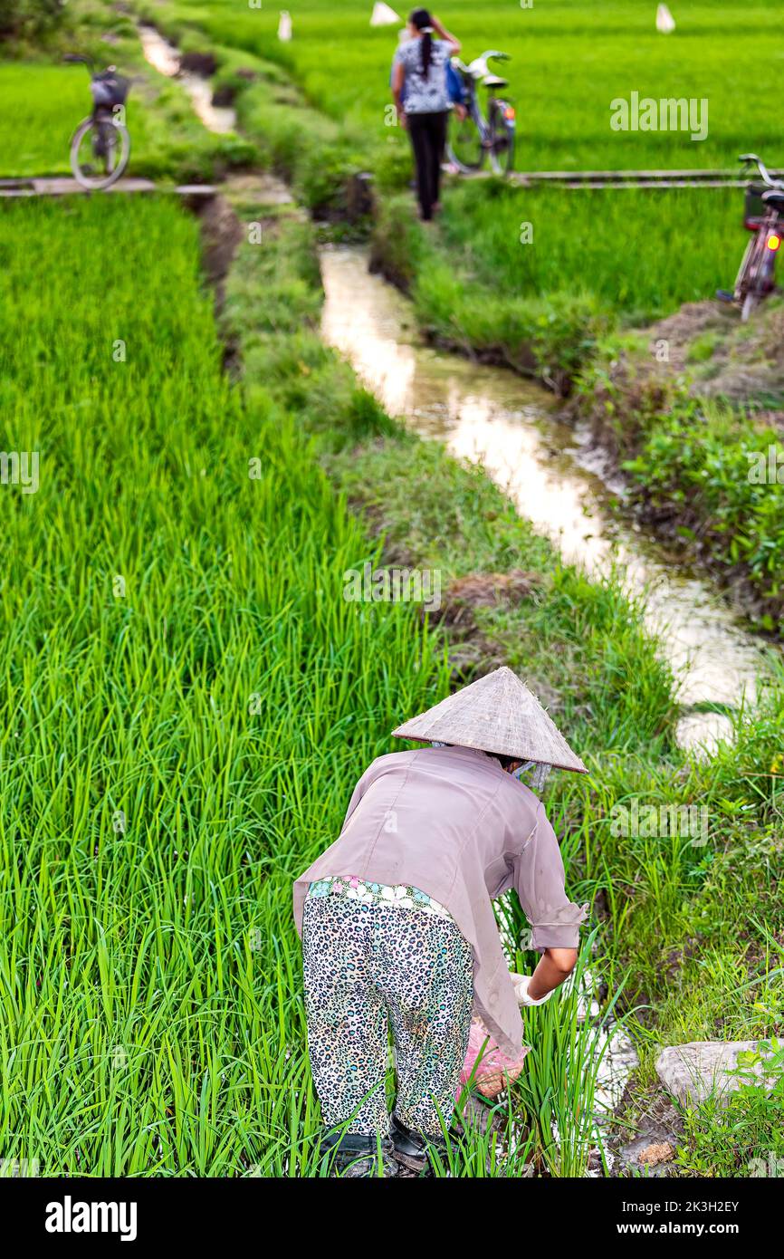 Femme vietnamienne portant un chapeau de bambou travaillant dans le riz paddy, Hai Phong, Vietnam Banque D'Images