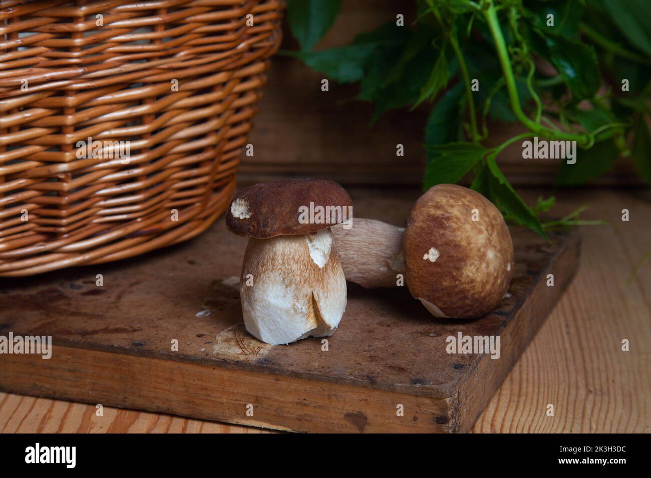 Culture de champignons comestibles de la forêt. Deux champignons porcini (cep, porcino ou boléte roi, généralement appelé boletus edulis), panier en osier et feuillage vert o Banque D'Images