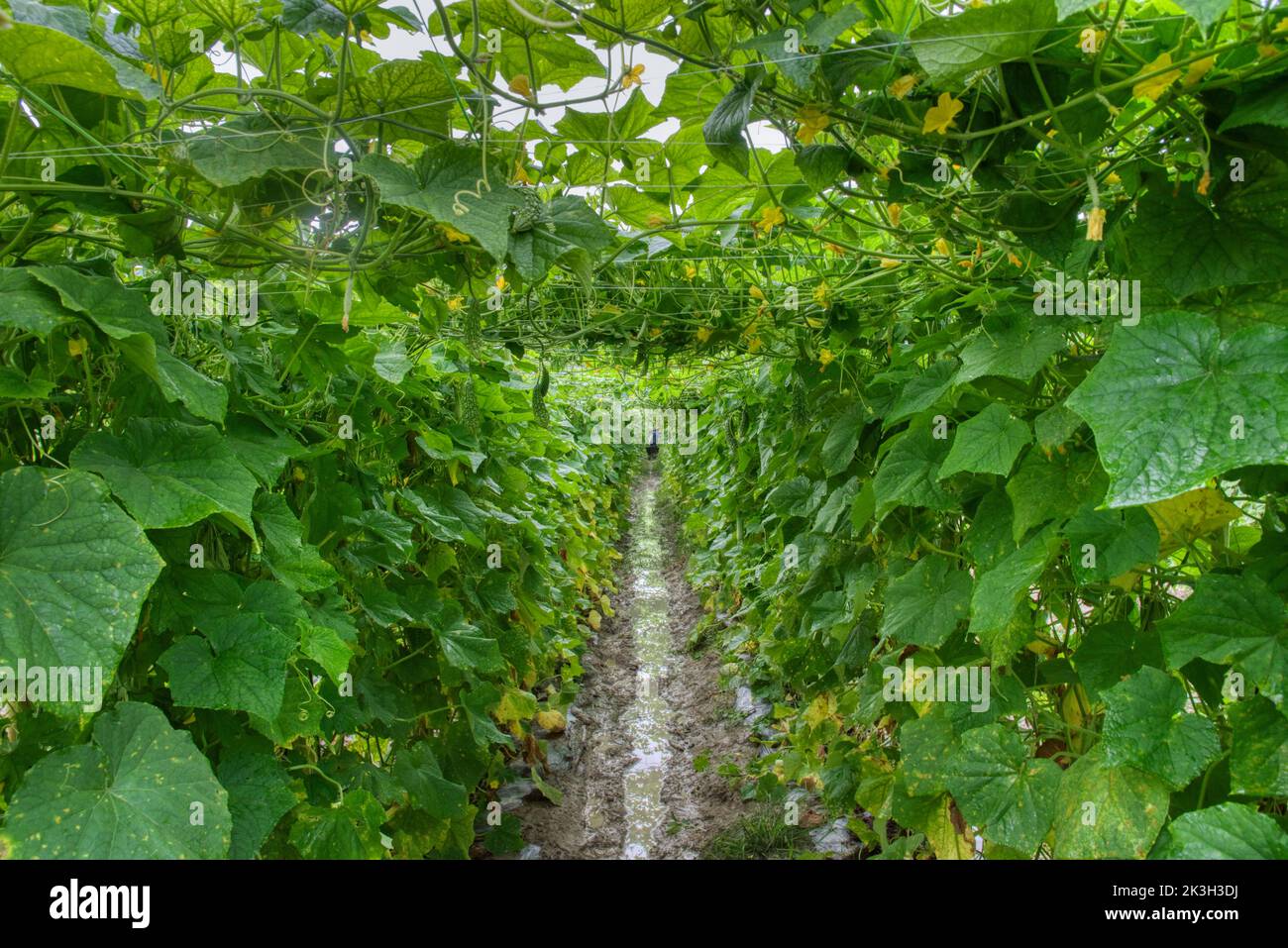 belle photo de verdure scène de la culture de concombre ou de légumes-gourdes amers à la ferme. Banque D'Images