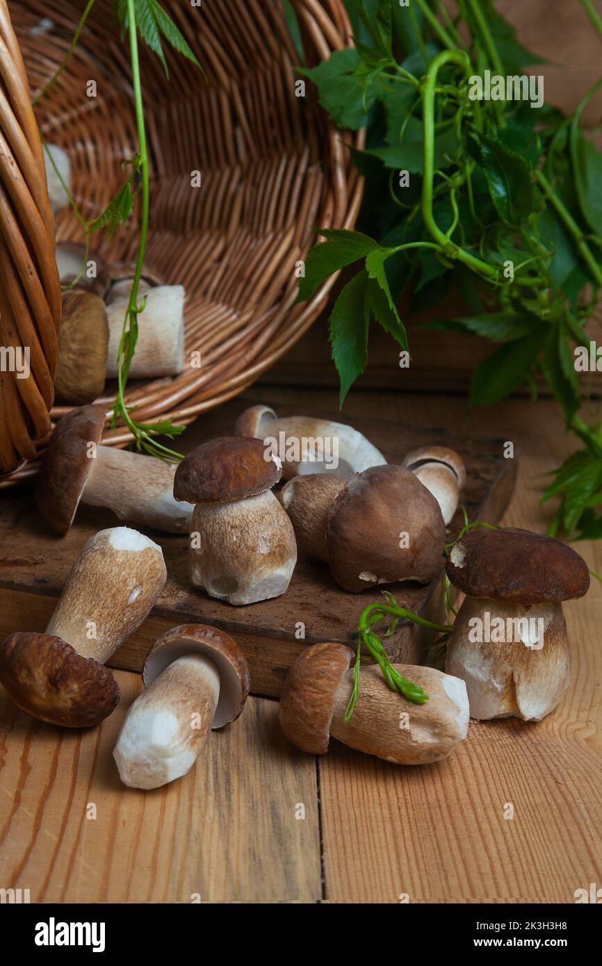 Culture de champignons comestibles de la forêt. Accent sélectif sur les champignons porcini