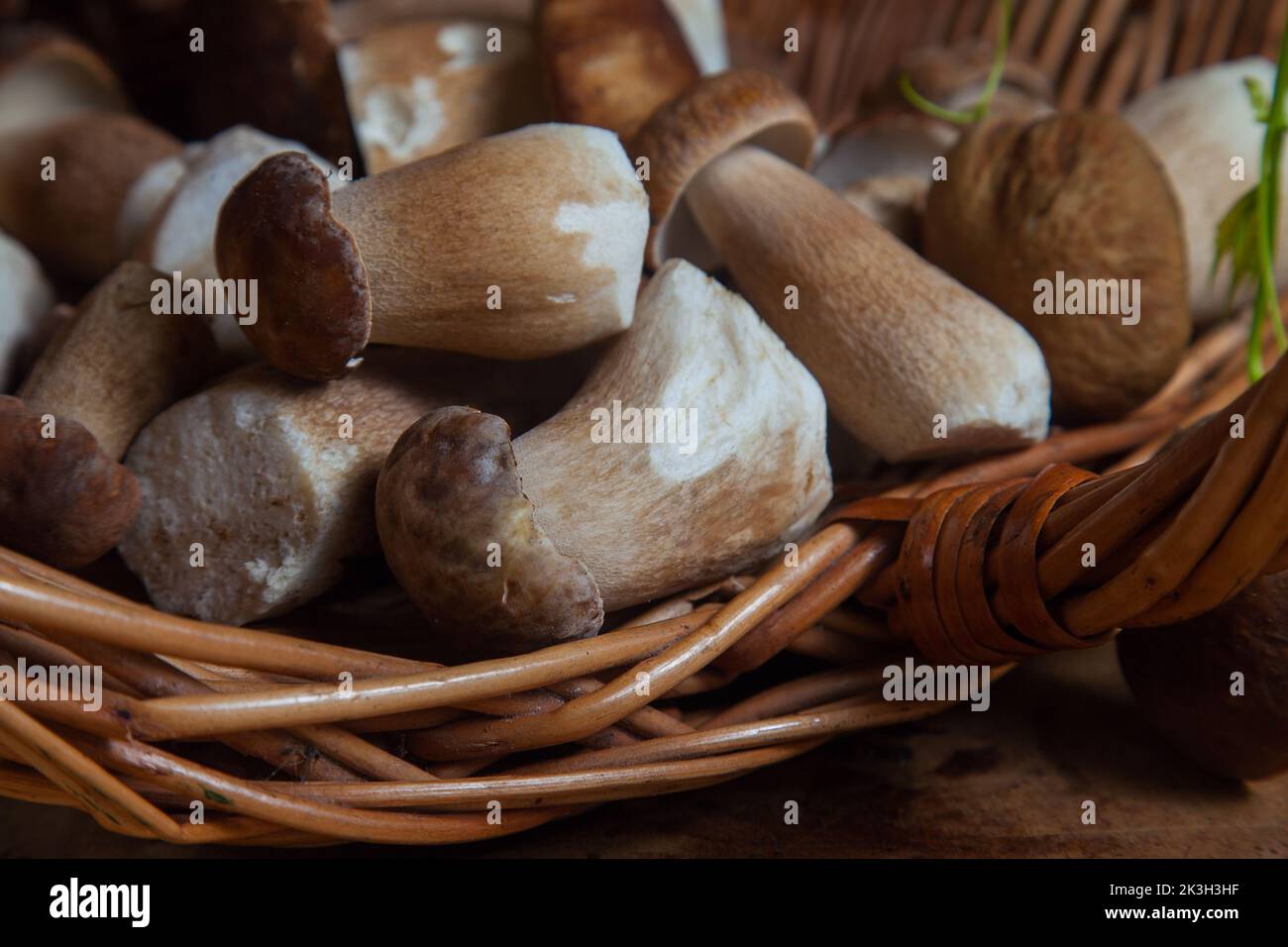 Culture de champignons comestibles de la forêt. Accent sélectif sur les champignons porcini