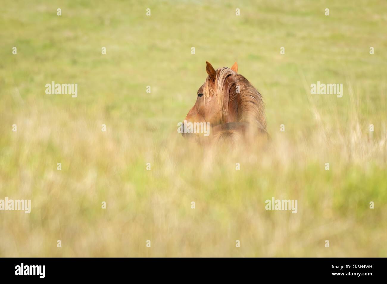 Kaimanawa cheval sauvage regardant en arrière, debout parmi les herbes hautes hors-foyer. Nouvelle-Zélande. Banque D'Images