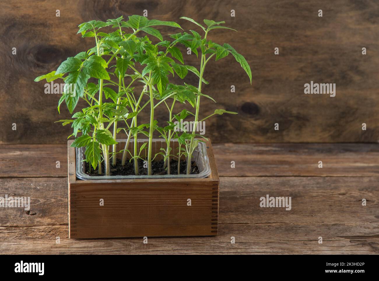 Semis de tomates. Jardinage de printemps. Bush de tomate. Cultivez des légumes à la maison. Propagation et plantation d'un potager. Plante dans une boîte. Arrière-plan en bois. Banque D'Images