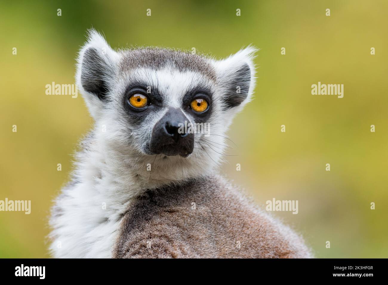 Ring tailed lemur Banque D'Images