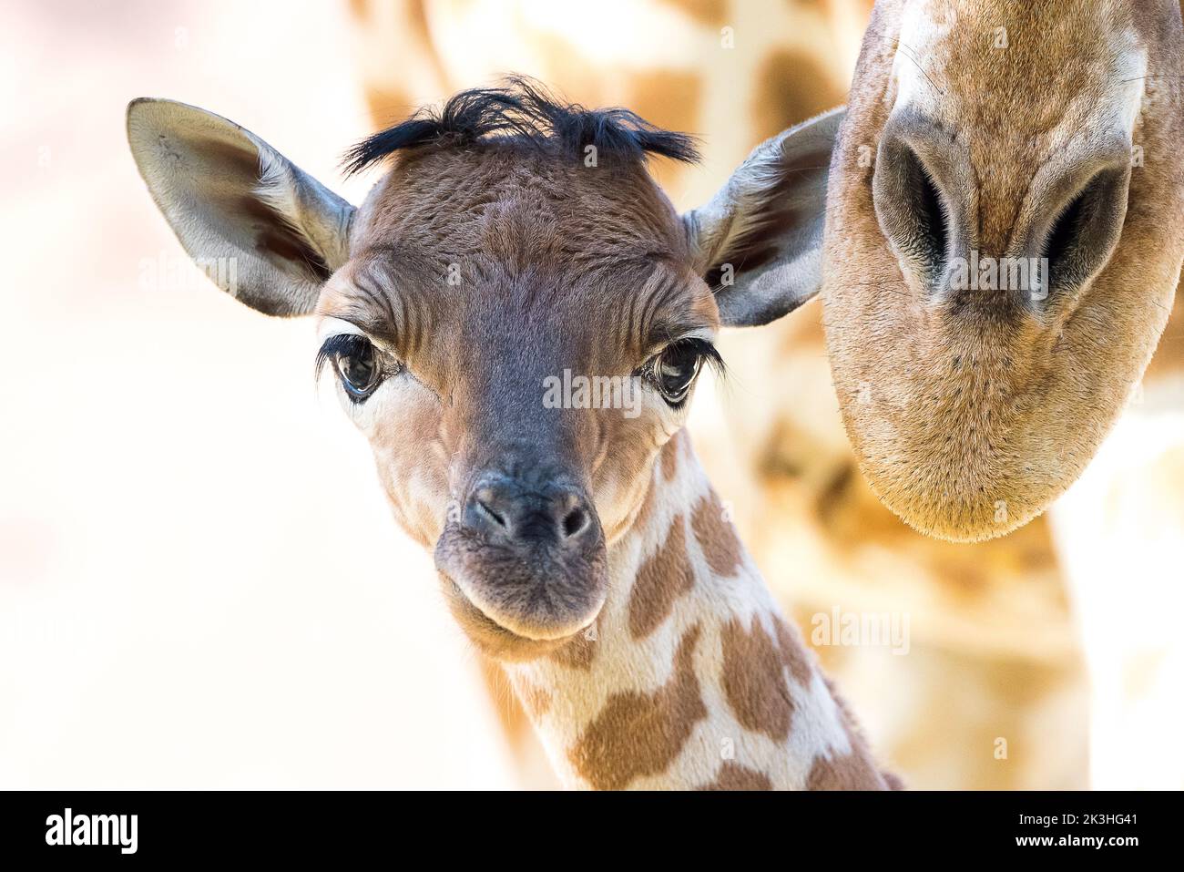 Avec bébé girafe Banque D'Images