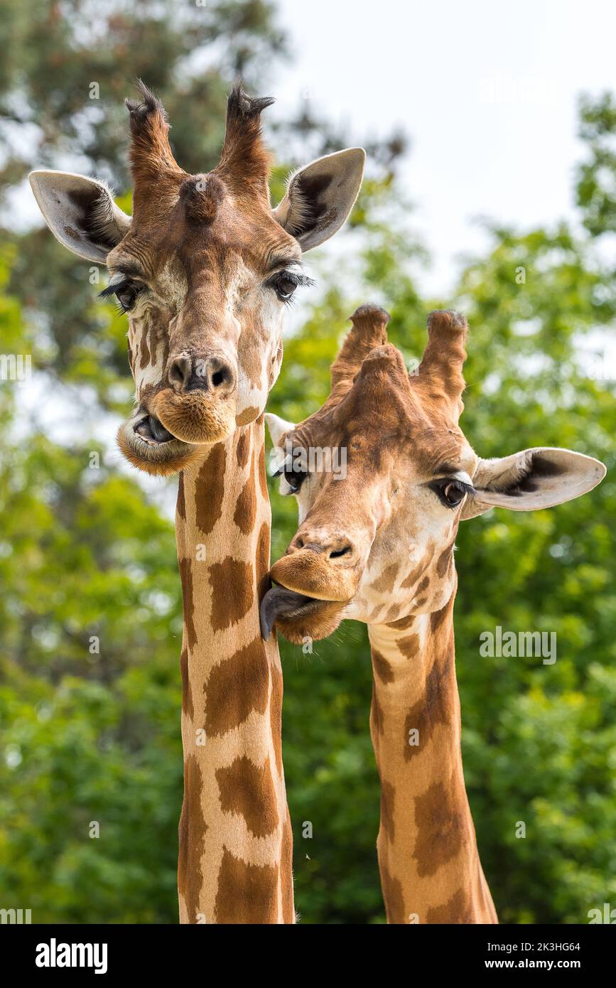 Girafes Banque D'Images